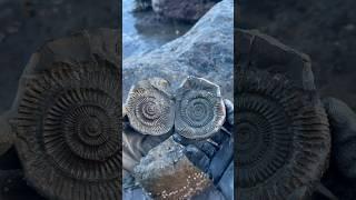 Finding ammonites on the beach #hammer #rock #stone #shale #fossil