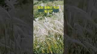 합천 황매산 억새 개화상태  #여행하는핑초 #합천군 #합천황매산 #황매산억새