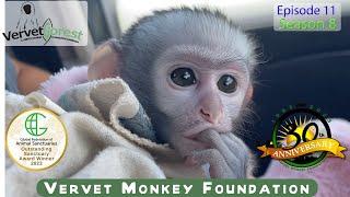 "Heartbreaking Moments: Pet  Baby Monkey with Nappy Rash & A wild Baby Monkey Cries for Lost Mom!"