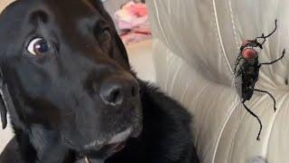 Dogs Scares Reaction - Funny Dogs Scared of Random Things || PETASTIC 