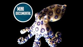 Pulpo de anillos azules (mini documental)