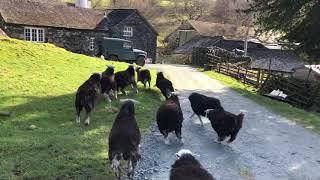 Springtime Excitement - Herdwick Sheep having a mad 5 mins .. Spring is in the air!