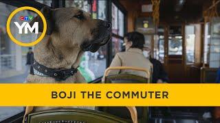 Commuting dog travels 30 kilometres alone every day via subway, tram and ferry | Your Morning