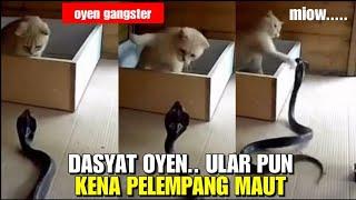 Kucing Oyen Memang Taiko,  Ular Pun Kena Tinju || The Most Brave Cat