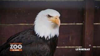 Une Saison Au Zoo, Le Mag - Portrait de l'aigle pygargue (Extrait E07)