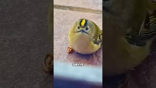 The little bird that showed up at the door asking for help#shortvideo #birds #animals #cute