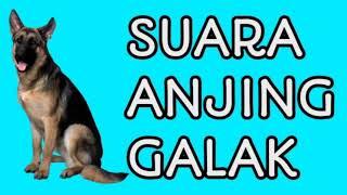 Anjing Galak, BIKIN TAKUT