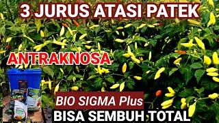 3.JURUS ATASI PATEK /ANTRAKNOSA PADA CABE DAN TERNYATA SANGAT EFEKTIF