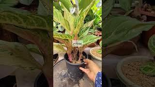 Tips para maging malusog ang iyang aglaonema #usefultips #homegardening