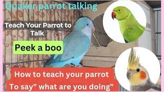 How to Teach your Parrot to Talk | What are you doing |  Peek A Boo | Parrot Talking | Quaker Sounds