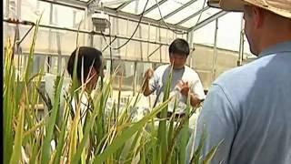 USA Rice Federation's Production Video 2012.mov