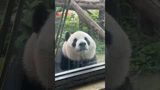 萌宝、萌玉真的很像哥哥萌兰，都是圆头圆脑的，可爱极了。【Panda：萌宝Meng Bao、萌玉Meng Yu】