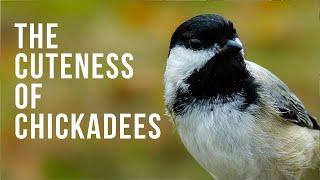 The Cuteness of Chickadees