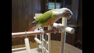 Pineapple Green Cheek Conure Playing