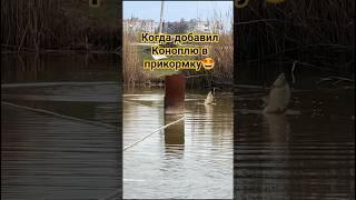 Когда добавил Конопли в прикормку#риба#рибалка#карась#прикормка#рыбалка#нерест #fishing #спінінг