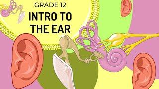 INTRO to the Structure of the EAR (UPDATED) | The main structures and their functions