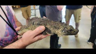 Sailfin Dragon Talk at Monitor Fest 2023| Hanging out with Hydrosaurus!