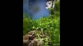 Архыз Лето89283860999