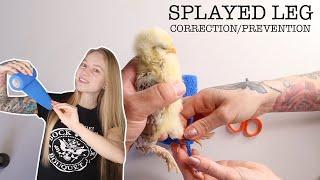 Best Way to Treat/Prevent Splayed Legs in Baby Chicks