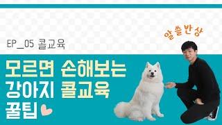 강아지 콜교육! 알아두면 쓸모있는 반려견 상식 5화 l 스테이영 애견훈련학교