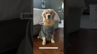  bikini #shorts #viral  #dogs