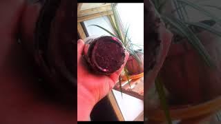 Эустома наращивает корневую