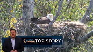 Top Story | US National Bird Recognized