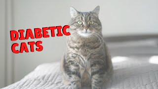 Cats With Diabetes | Two Crazy Cat Ladies