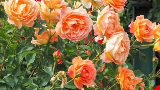 Stunning colorful roses and most beautiful flower garden compilation  with relaxing music - 4K