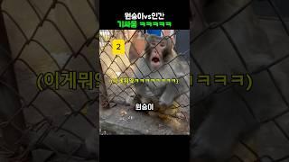 원숭이 간식을 뺏었더니 반응ㅋㅋㅋ