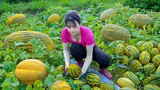 LÝ TRIỆU CA | Harvest Muskmelons To Market Sell | Cooking - Gardening - Daily life | Clean Up Garden