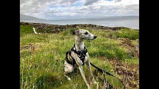 Living with a Whippet: Part two - Harnesses for a Whippet