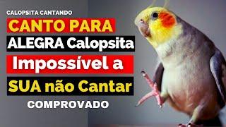 CALOPSITA CANTANDO 1 Hora Canto de Calopsita Para Alegrar Calopsitas Assobio de Calopsitas