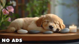 [LIVE] Dog MusicRelaxation Music to Calm Your DogSeparation Anxiety Relief MusicDog Sleep