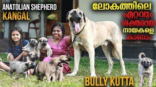 Kangal, Anatolian Shepherd, Bully Kutta || Vickies Greeny