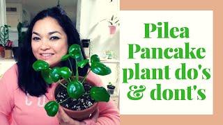 Pilea Peperomioides Houseplant | Pancake Plant | do's and don'ts. Learn from my mistakes #pilea