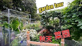 9月10月种什么？参观我的秋天的菜园 fall garden tour 2024