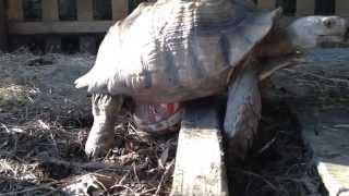 Dozer the Sulcata tortoise humping his ball