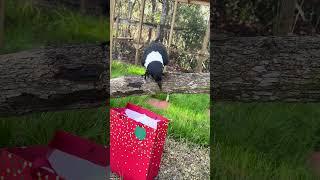 Trixie the crow gets a present