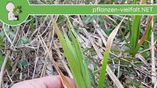 Schilfrohr - Erste Boten - 10.04.18 (Phragmites australis) - Wildpflanzen-Bestimmung