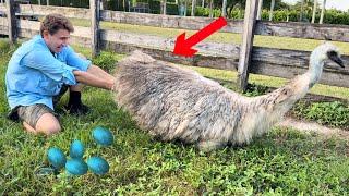 WE DISCOVERED MYSTERY EGGS AT MY ZOO !