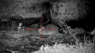 65+ rats - Week 14 ratting action - pard nv008 lrf - night vision rat hunting