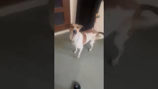 Pawsitive vibes only #youtubeshorts#funnyanimal#love#cute#shortvideo#public#supportme#shorts#music