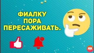 Фиалку пора пересаживать!!!