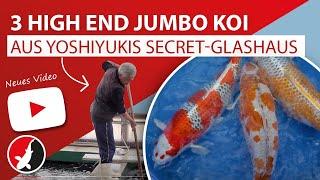 3 High End Jumbo Koi aus Yoshiyukis Secret-Glashaus