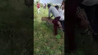 Sick Leopard Wanders Into Madhya Pradesh Village, This Happens Next