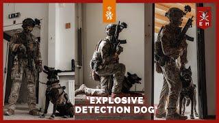 Explosive Detection Dog (EDD) | LANDMACHT DOCU