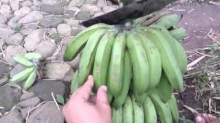 How to Cut a Banana from the Stem