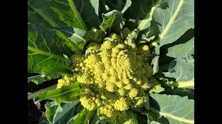 Growing and Harvesting Romanesco: A Delicious and Beautiful Veggie