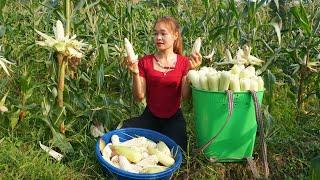 Harvesting Corn And Onion Goes To Market Sell, Building Farm Life - Thị Hiền